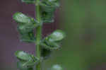 Heartleaf skullcap